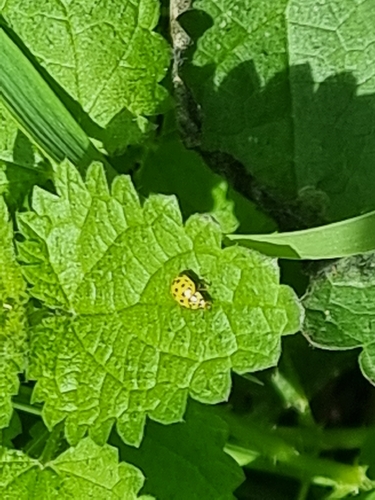 22-spot Ladybird