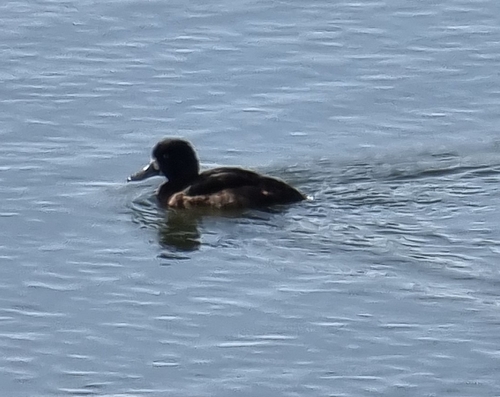 Tufted Duck