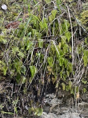 Hymenophyllum nephrophyllum