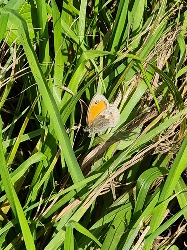 Small Heath