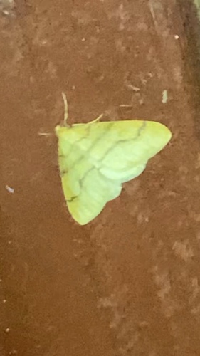 Scarce Umber Moth