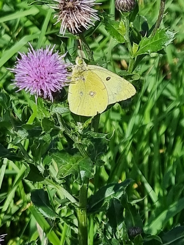 Pale Clouded Yellow