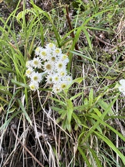 Anaphalioides trinervis