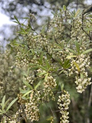 Leucopogon fasciculatus