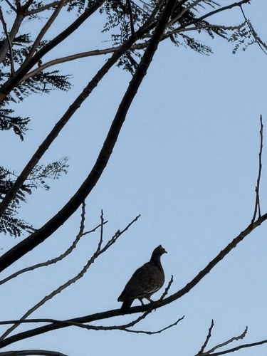 Picazuro Pigeon