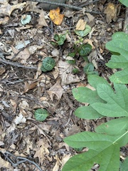 Pyrola americana, photograph (c) Sinéad Tuttle-Lerner, some rights reserved (CC BY)