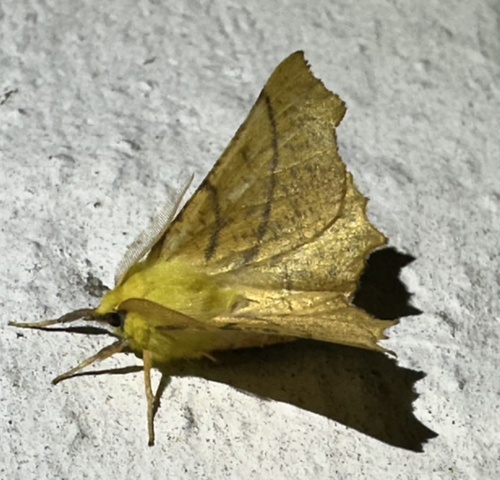 Canary-shouldered Thorn