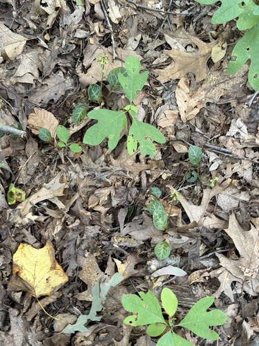 Pyrola americana, photograph 5