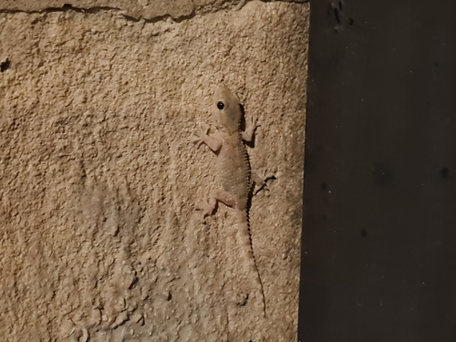 Moorish Gecko