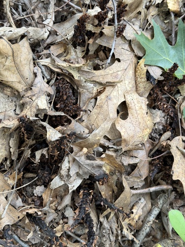 Conopholis americana