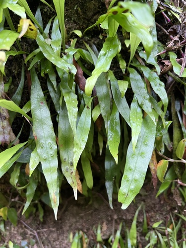 Loxogramme dictyopteris