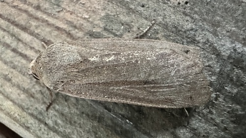 Large Yellow Underwing