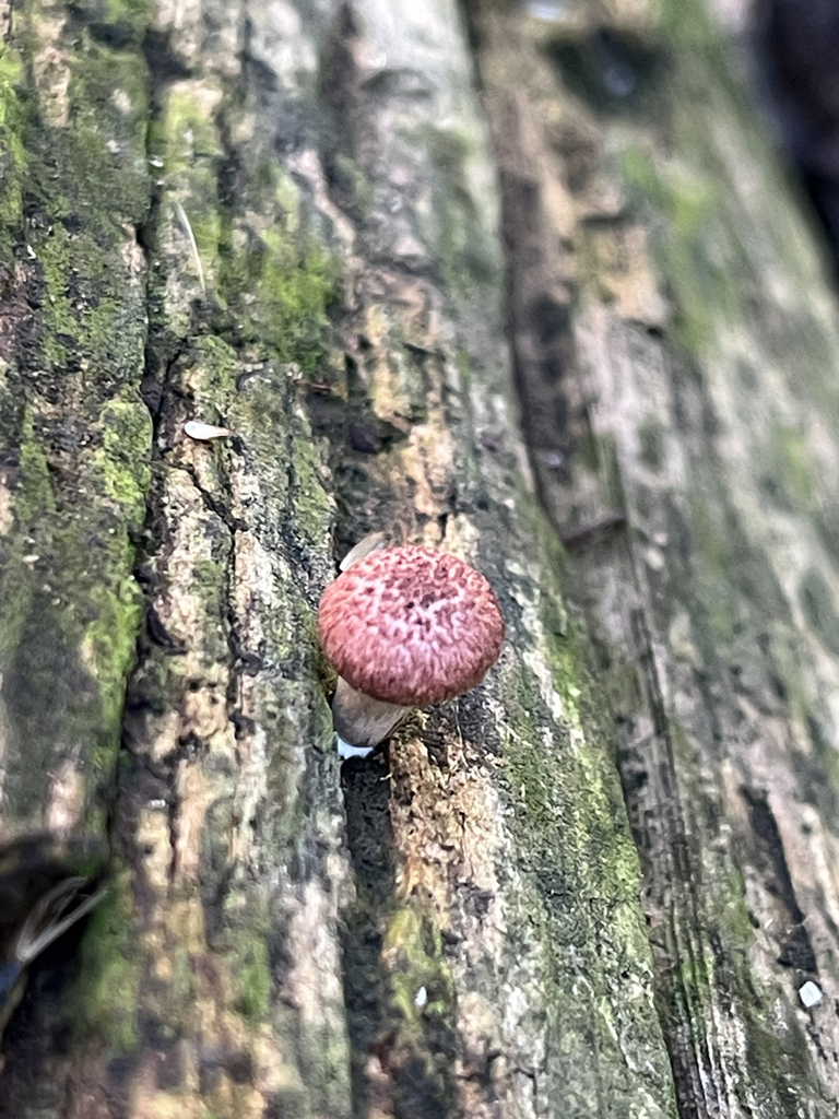 Yellow-gilled Gymnopilus · September 2026 · photo: Photo: no rights reserved · iNaturalist