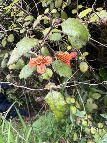 Rhabdothamnus solandri
