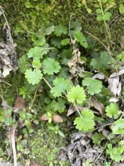 Gunnera monoica, photograph (c) Hannah Rogers, some rights reserved (CC BY)
