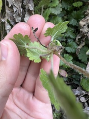 Gunnera monoica, photograph (c) Hannah Rogers, some rights reserved (CC BY)