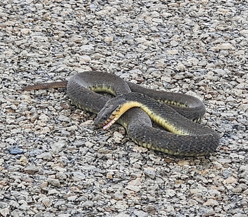 Plain-bellied Watersnake