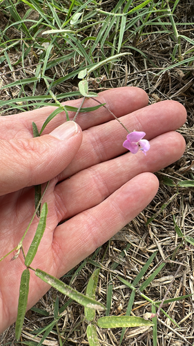 Strophostyles leiosperma