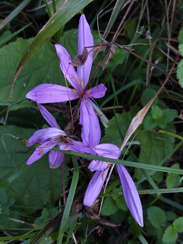 Autumn Crocus