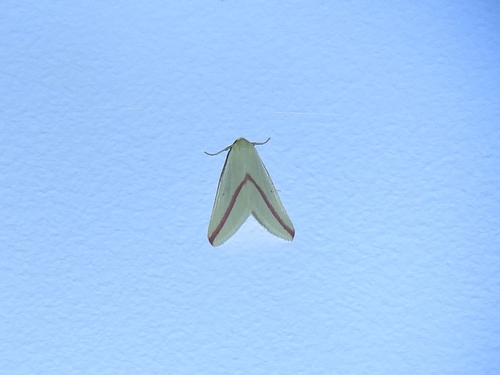 Vestal