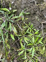 Euchiton japonicus