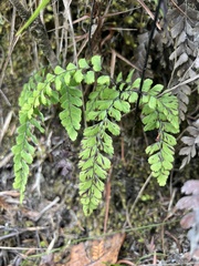 Adiantum cunninghamii