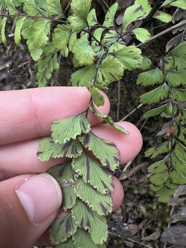 Adiantum cunninghamii, photograph 2