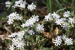 Phlox bifida
