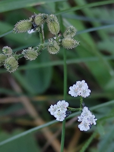 upright hedge-parsley