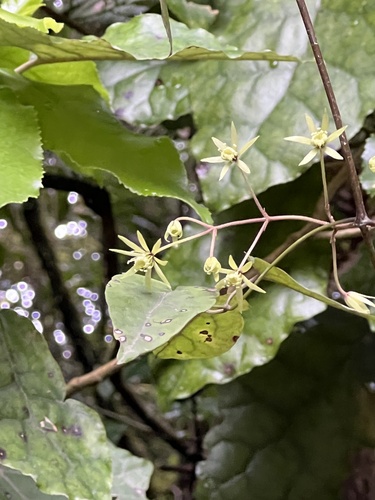 Clematis cunninghamii