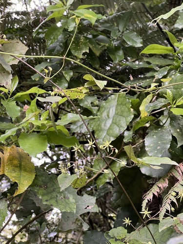 Clematis cunninghamii, photograph 2