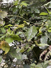 Clematis cunninghamii, photograph (c) Hannah Rogers, some rights reserved (CC BY)
