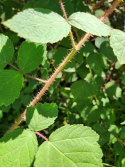 (c) Judy Dobles, some rights reserved (CC BY) Rubus phoenicolasius, photograph (c) Judy Dobles, some rights reserved (CC BY)