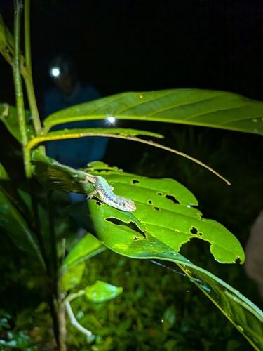 Saproscincus basiliscus, 2026-09-26