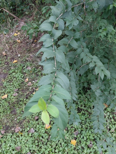 Amur honeysuckle