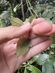 Clematis cunninghamii, photograph (c) Hannah Rogers, some rights reserved (CC BY)