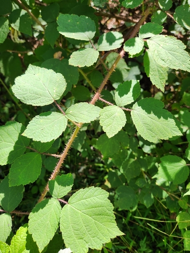 Rubus phoenicolasius, photograph 4