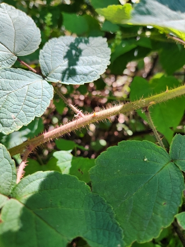 Rubus phoenicolasius, photograph 5