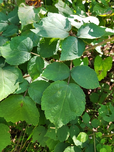 Rubus phoenicolasius, photograph 6