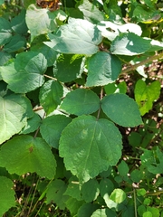 Rubus phoenicolasius, photograph (c) Judy Dobles, some rights reserved (CC BY)