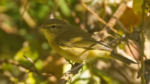 Common Chiffchaff