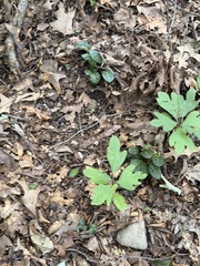 Pyrola americana, photograph (c) Sinéad Tuttle-Lerner, some rights reserved (CC BY)