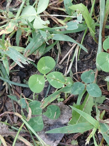 white clover