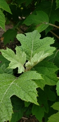 Hydrangea quercifolia