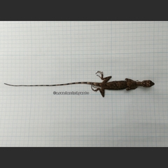 Draco