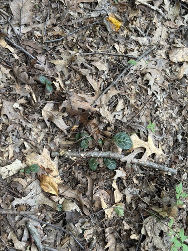 Pyrola americana, photograph 2