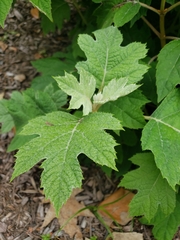 Hydrangea quercifolia