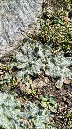 Plantago nivalis, photograph 1
