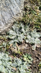Plantago nivalis