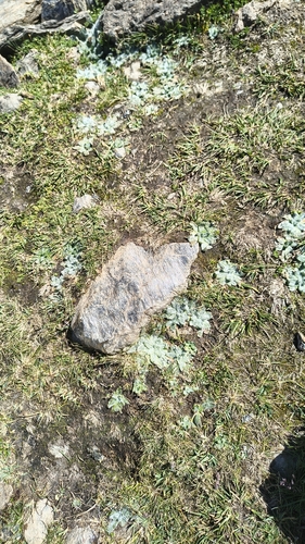 Plantago nivalis, photograph 2